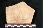 Foto (Detailansicht) von Plantae indet.  (NHMW-GEO-2024-0188-11636)